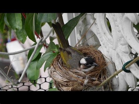 陽台有鳥風水|【家有鳥巢】家有鳥巢，居家風水亨通！揭開野鳥築巢。